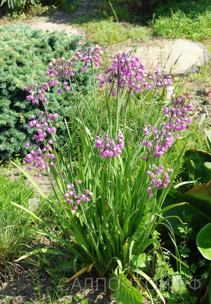 Лук склоненный, Allium cernuum